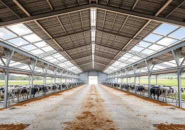 constructii-pentru-ferme-de-bovine-1024x585